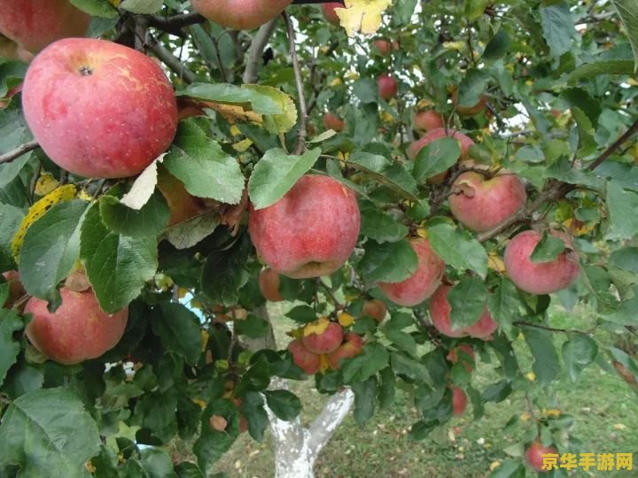 原神哪里有苹果摘 原神中苹果采摘的秘境探索