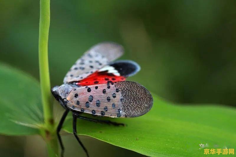 原神天牛之章怎么触发 原神天牛之章触发指南