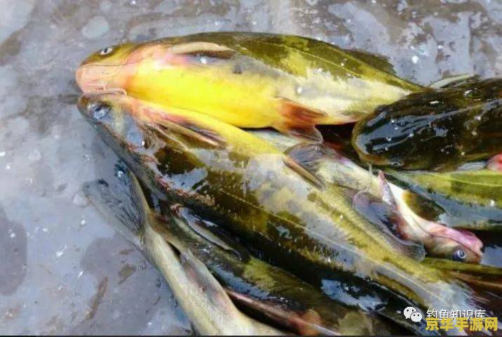 原神鱼不够换鱼饵 原神鱼获挑战：鱼饵短缺的应对策略与钓鱼乐趣探索