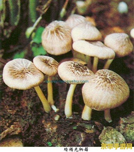 暗黑3黑蘑菇有什么用 暗黑3黑蘑菇的神奇用途