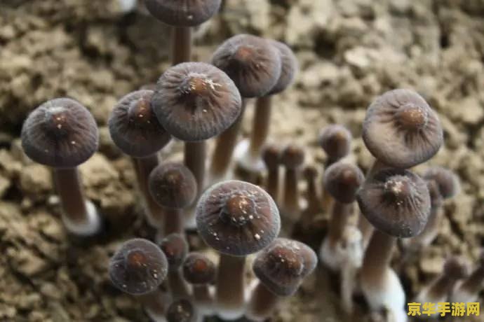 暗黑3黑蘑菇有什么用 暗黑3黑蘑菇的神奇用途