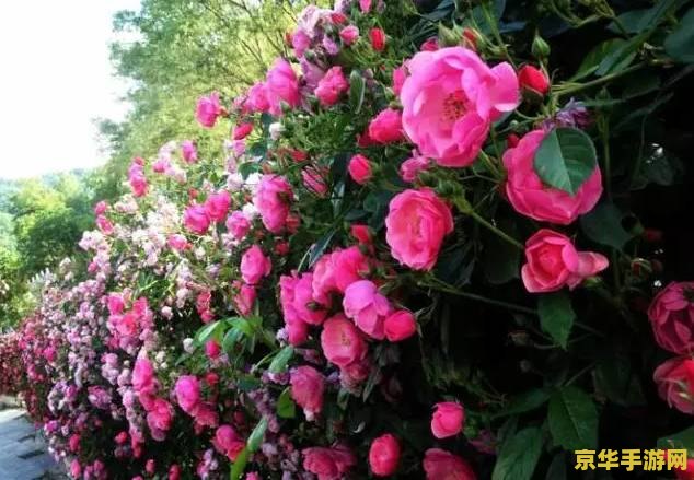 原神蔷薇花怎么解锁 原神蔷薇花解锁攻略