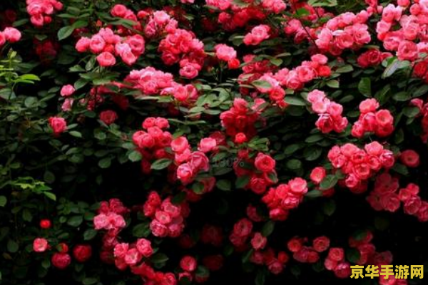 原神蔷薇花怎么解锁 原神蔷薇花解锁攻略