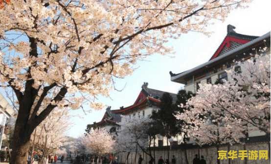 樱花桥原神 樱花桥下的原神之旅