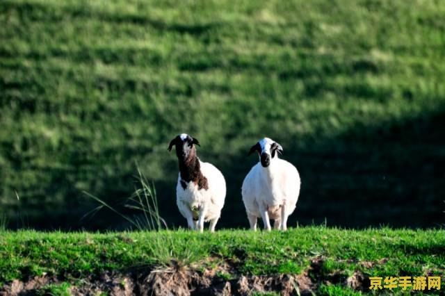 羊了个羊卡bug <h1>羊了个羊卡Bug分析与探讨</h1>