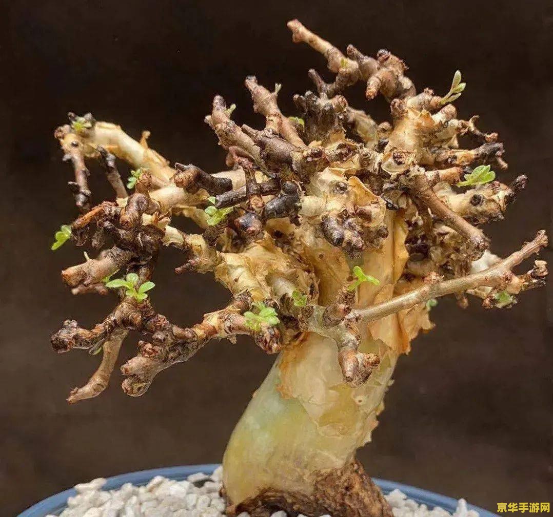 原神山中植物 原神山中植物探索指南