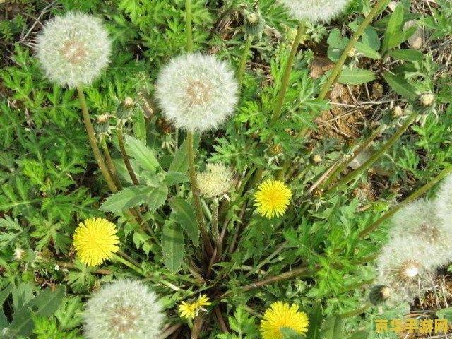 原神里蒲公英籽怎么摘 原神里蒲公英籽怎么摘