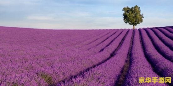qq农场薰衣草 QQ农场薰衣草：梦幻田园的紫色浪漫