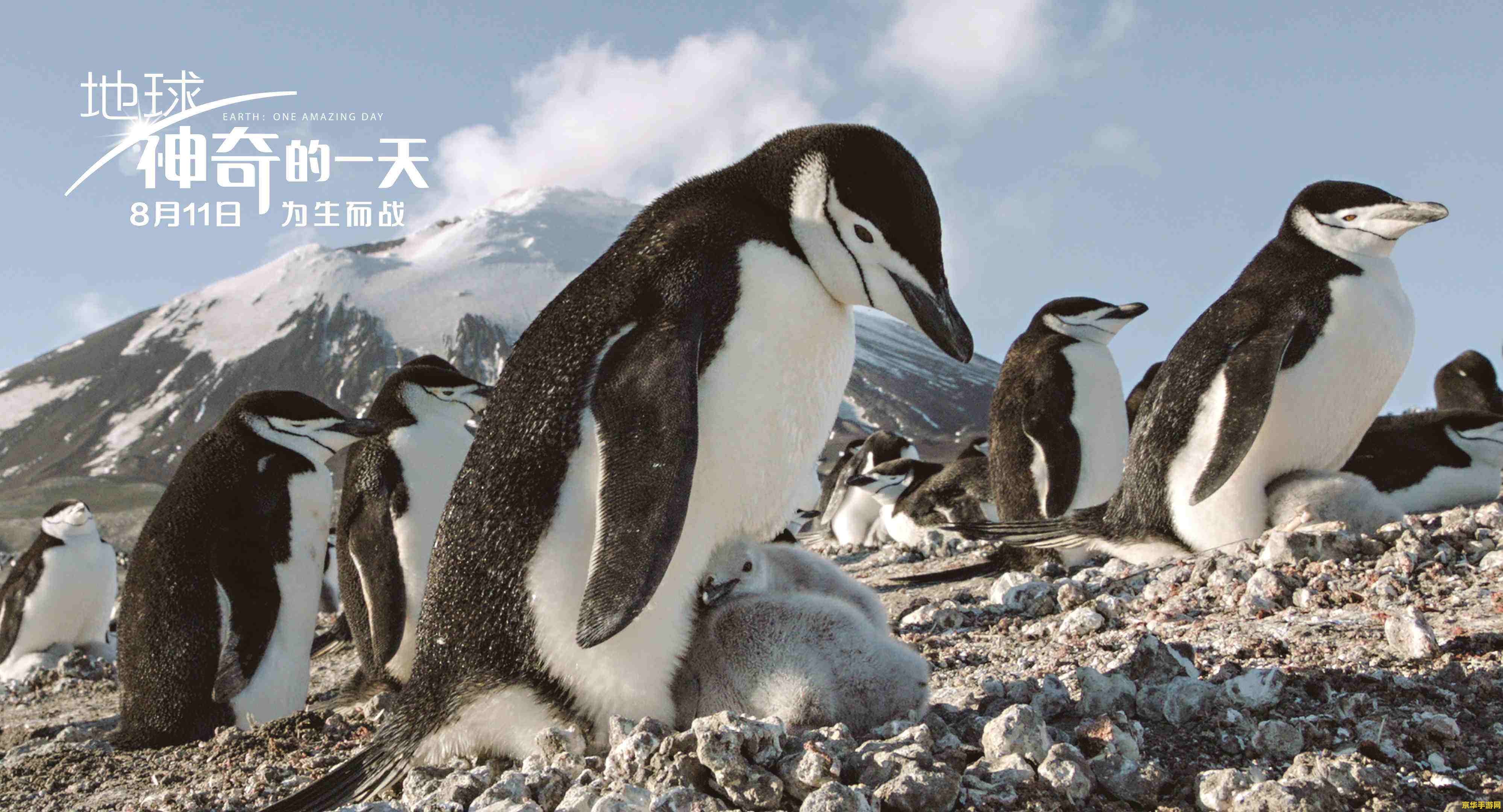 原神头上的宠物鸟 原神中的宠物鸟：探索与陪伴的奇妙之旅