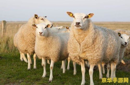 羊了个羊第三关 羊了个羊第三关：挑战与策略的深度解析