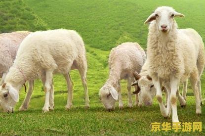 羊了个羊第三关 羊了个羊第三关：挑战与策略的深度解析