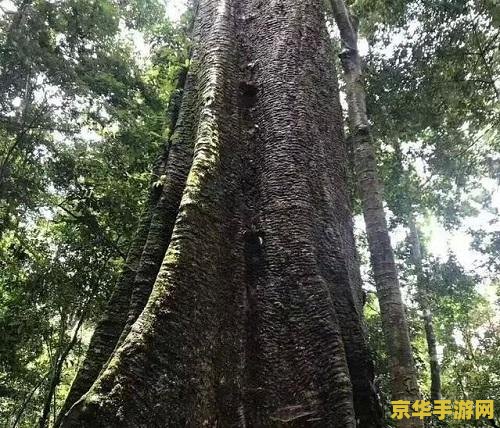 原神一棵树多少木材 原神一棵树多少木材