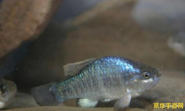 原神花鳉鱼饵 原神花鳉鱼饵制作与使用全解析