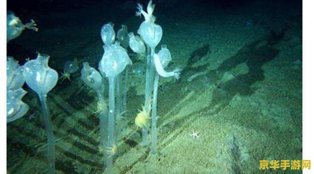 原神海洋生物学家 原神：探索海洋生物的奥秘——海洋生物学家的视角