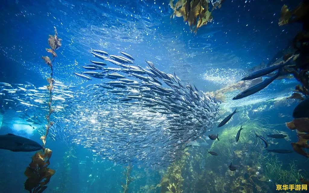 原神海洋生物学家 原神：探索海洋生物的奥秘——海洋生物学家的视角