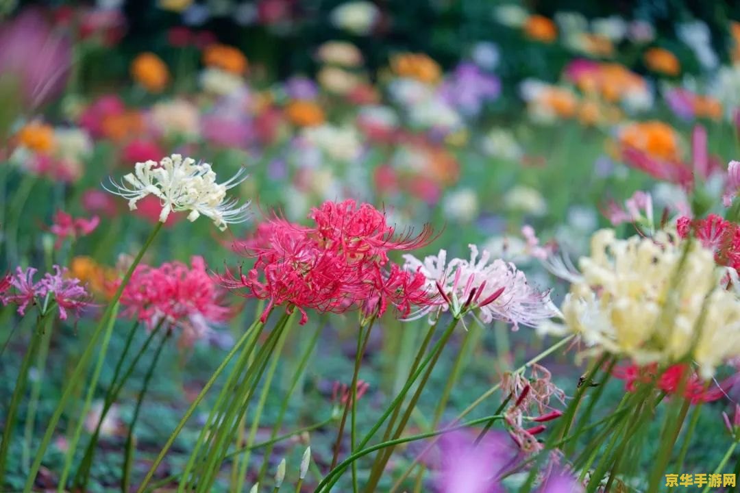 原神清心花多久刷新 原神清心花多久刷新