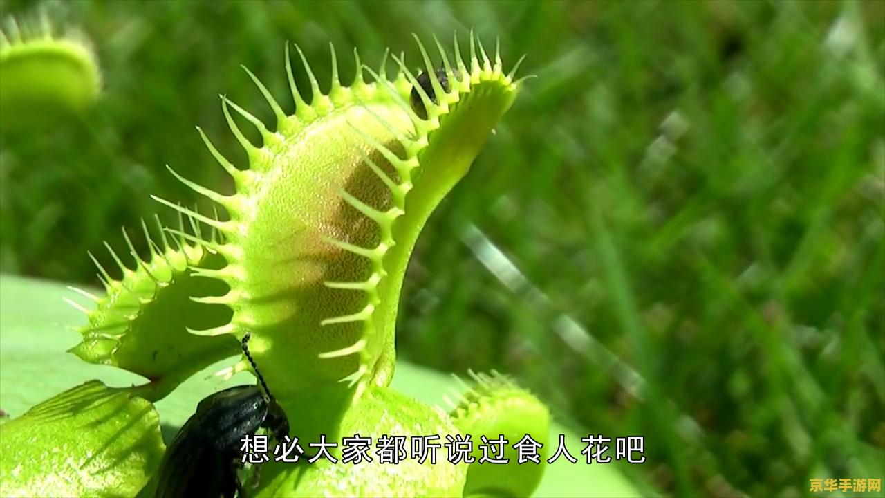 原神海螺花种 原神海螺花种：探索与种植的奇妙之旅