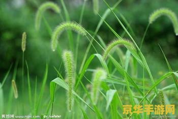 原神狗尾草位置 原神狗尾草位置全解析
