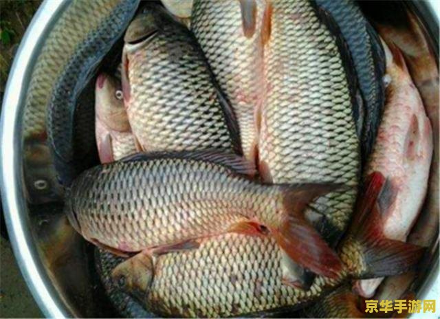 原神鱼怎么没了 原神鱼怎么没了：探究鱼类消失的原因与应对策略