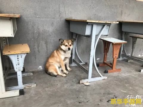 原神荻花洲狗怎么赶走 原神荻花洲狗怎么赶走