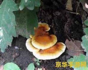 海灵芝在哪里找原神 &lt;h1&gt;海灵芝在原神中的寻找地点&lt;/h1&gt;