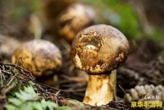 原神松茸 原神中的松茸：珍稀食材与探索乐趣