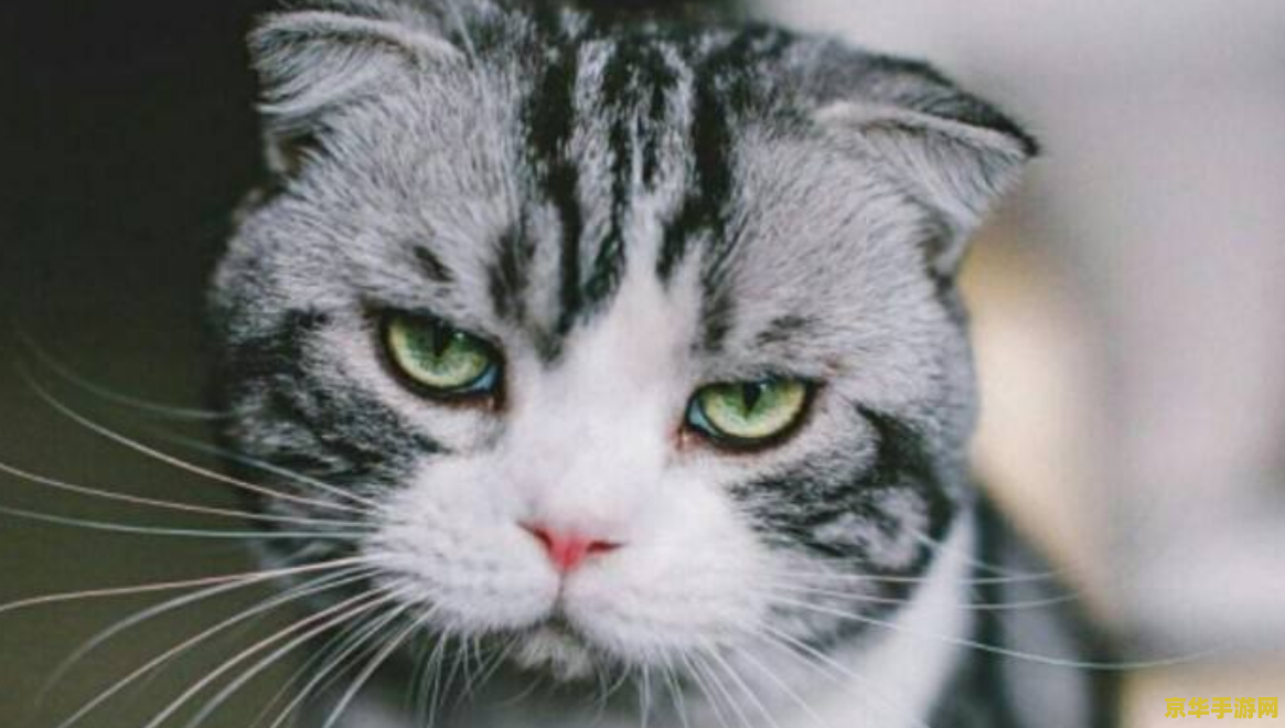 原神 猫的名字 原神中的猫咪名字探析