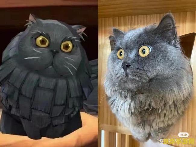 原神 猫的名字 原神中的猫咪名字探析
