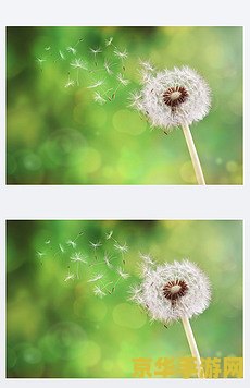 原神离岛蒲公英籽找谁 原神离岛蒲公英籽购买指南