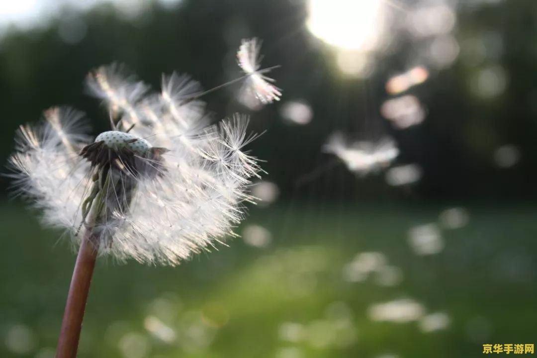 原神离岛蒲公英籽找谁 原神离岛蒲公英籽购买指南