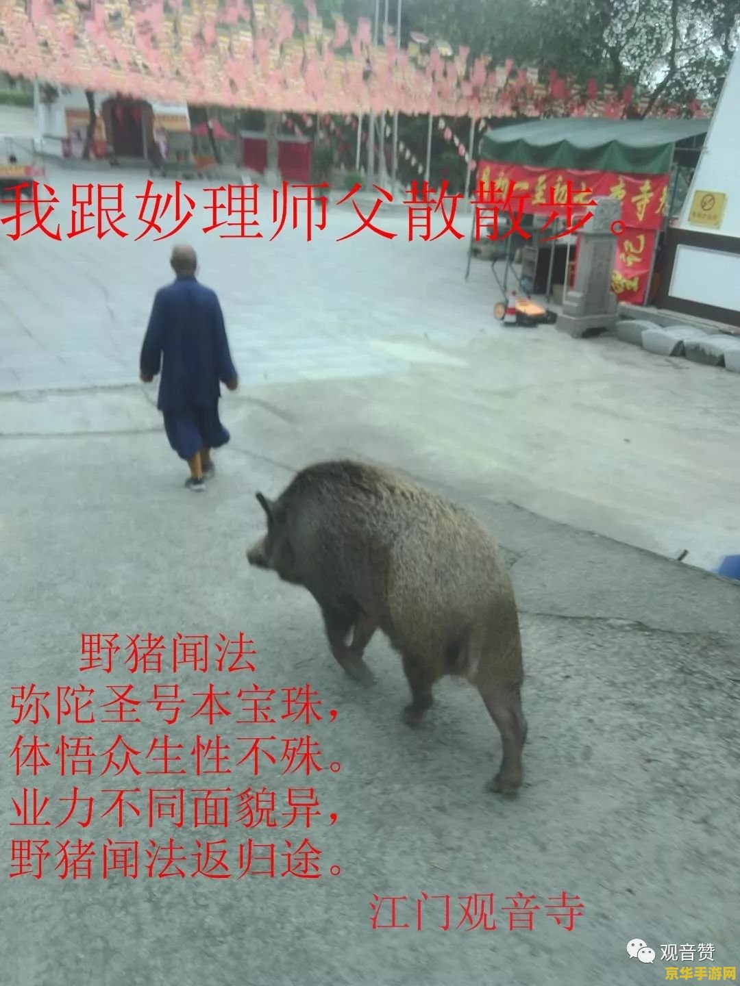 原神野猪不撞人 原神中的奇妙现象：野猪为何不撞人