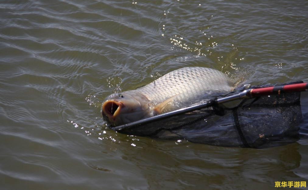 原神钓鱼鱼不咬钩 原神钓鱼挑战：解决“鱼不咬钩”的秘诀