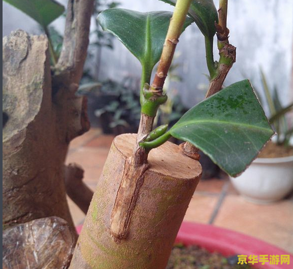 原神龙骨花凝结要多久 原神龙骨花凝结要多久
