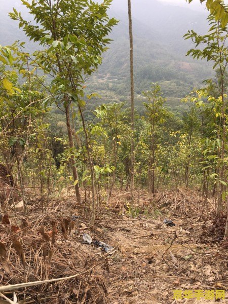 原神中调查灌木从 原神：深入探索灌木丛，揭秘隐藏的秘密