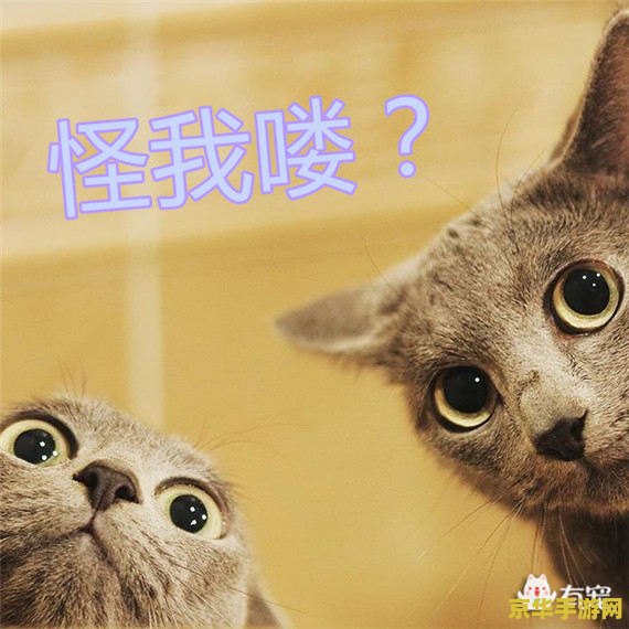 原神投喂猫 原神中的“投喂猫咪”日常乐趣 原神投喂猫 原神中的“投喂猫咪”日常乐趣