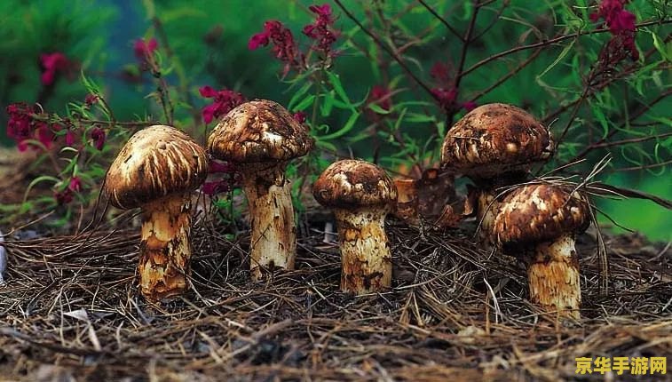 原神松茸在哪里买 原神松茸购买地点详解