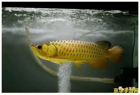 原神鱼池里没有想要的鱼 原神鱼池无目标鱼种：钓鱼系统深度解析