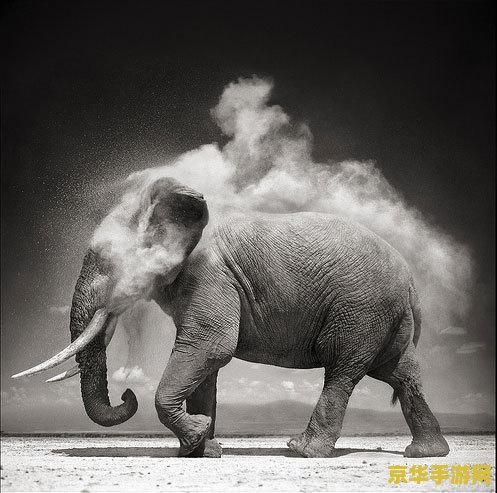 原神稻妻特色动物拍照 原神稻妻特色动物拍照指南 原神稻妻特色动物拍照 原神稻妻特色动物拍照指南