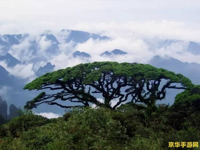 原神灌木石壁在哪 原神灌木石壁位置探索