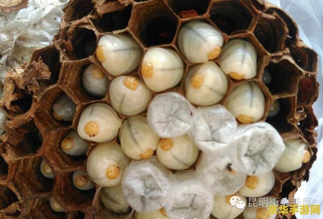 原神鸟蛋烧有什么用 原神鸟蛋烧有什么用