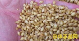 原神鱼饵制作方法 原神鱼饵制作方法