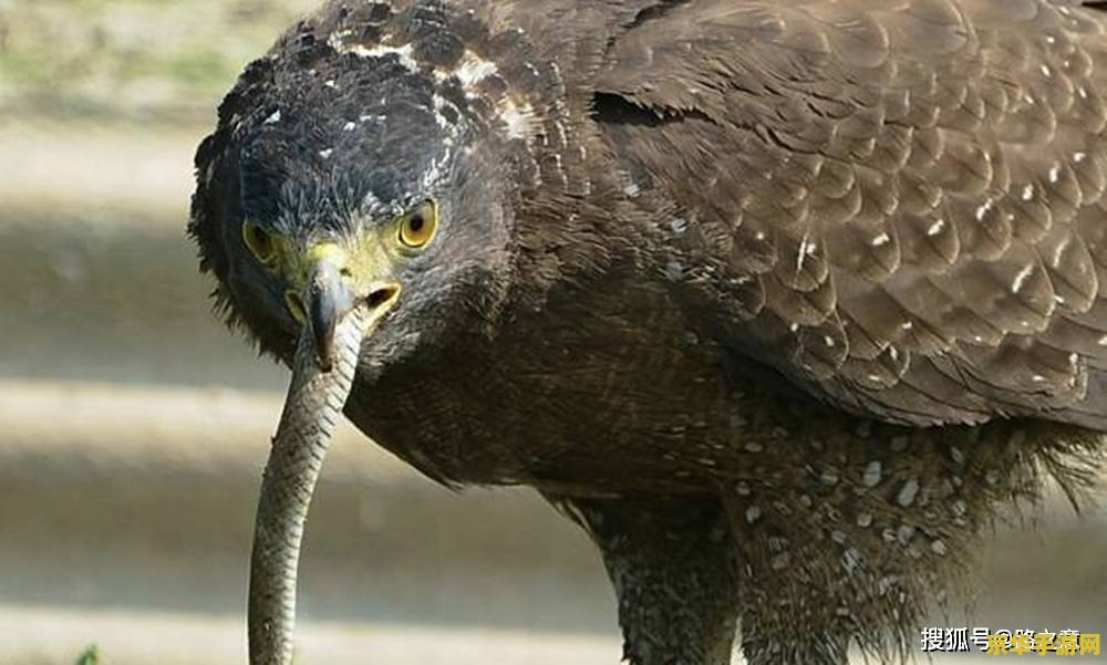 原神鸟怎么抓 原神鸟类捕捉攻略