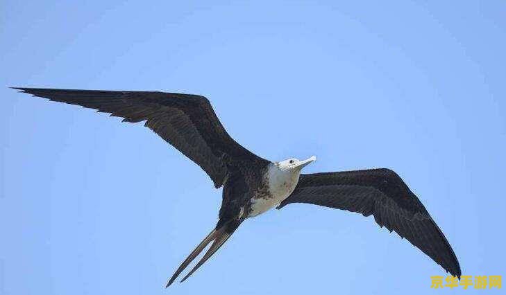 原神鸟怎么抓 原神鸟类捕捉攻略