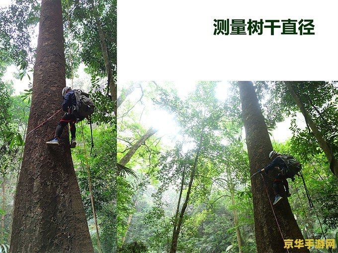 原神调查石壁上灌木攻略 原神调查石壁上灌木攻略详解 原神调查石壁上灌木攻略 原神调查石壁上灌木攻略详解