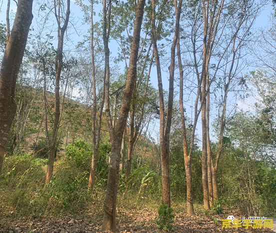 原神调查石壁上灌木攻略 原神调查石壁上灌木攻略详解 原神调查石壁上灌木攻略 原神调查石壁上灌木攻略详解