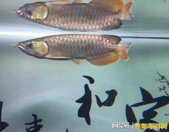 原神假龙鱼一共有几条 原神假龙鱼一共有几条