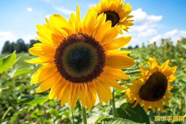 原神蓝色的植物奇怪的冰 原神:探索蓝色植物与奇怪冰块的奥秘 原神蓝色的植物奇怪的冰 原神:探索蓝色植物与奇怪冰块的奥秘
