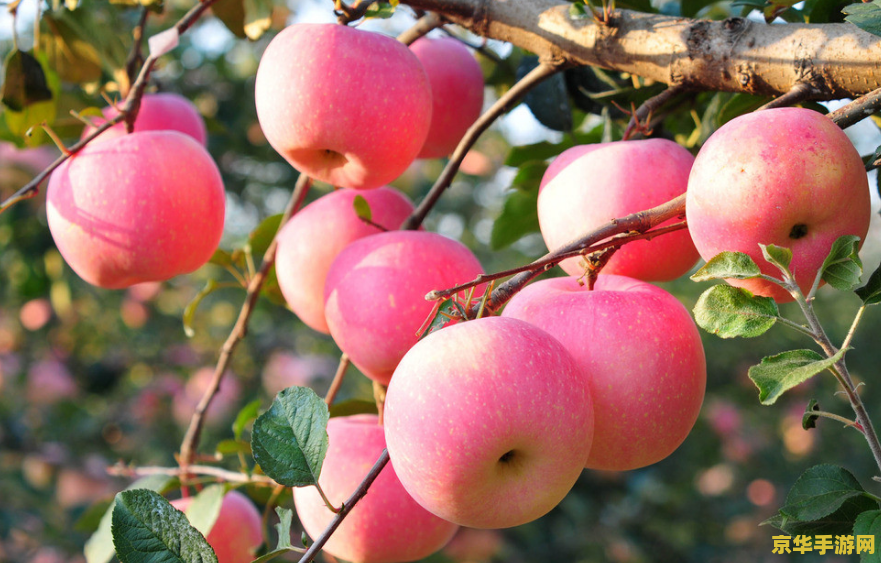原神中的苹果可以在哪里采摘 原神中的苹果采摘地点详解 原神中的苹果可以在哪里采摘 原神中的苹果采摘地点详解