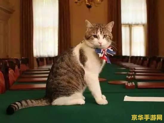 原神内尔森猫喜欢什么 原神内尔森猫喜好分析