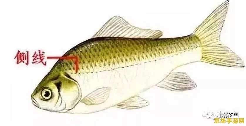 原神鱼类分类 原神鱼类分类